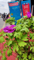 岭南花卉市场有了新品种，洛阳红“神都开运牡丹”大放异彩