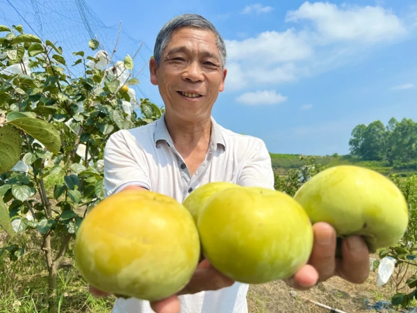 吃“硬”不吃软 桂林“大秋脆柿”迎丰收